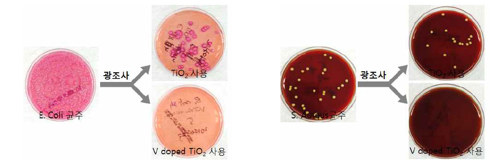 광촉매에 의한 E. coli 항균 테스트(좌), S. aureus 항균 테스트(우) 전후 비교