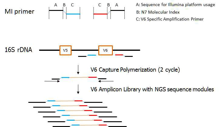 Molecular index를 이용한 V6 amplicon library 구축 모식도