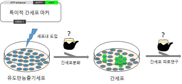 간세포 분화 모니터링 리포터에 의한 간세포 분화 유도 한의소재 발굴 및 구축된 간세포 기반 피로 연구