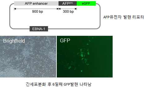 AFP 유전자 활성에 따른 분화된 간세포에서 Green fluorescent protein