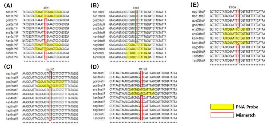 보춘화속 6종의 엽록체 DNA 구간별 PNA 프로브의 위치.