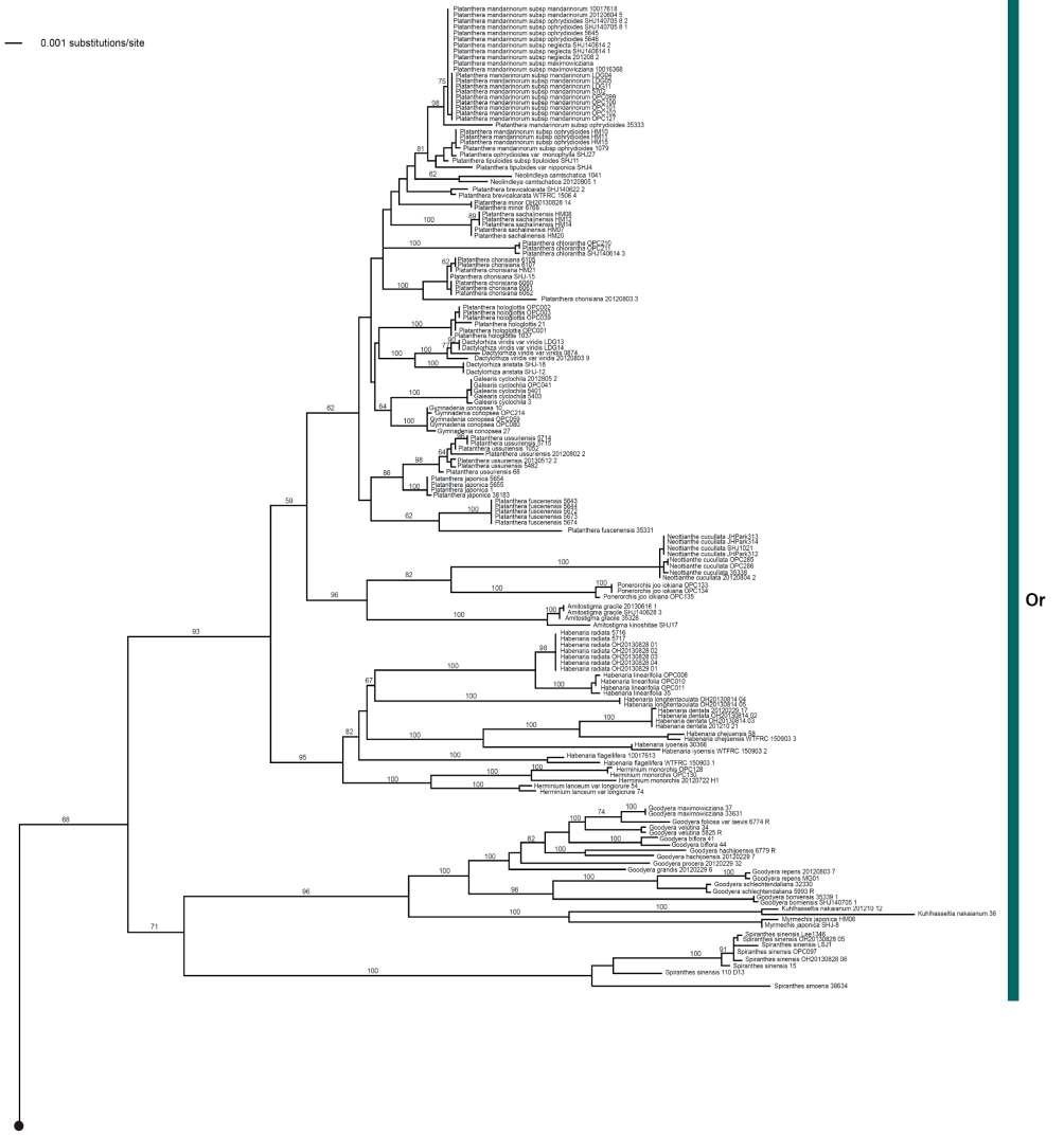 자생 난과 및 근연 분류군 DNA 바코드 5개 구간 유합자료 NJ 계통수 일부.