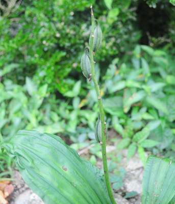 Calanthe Germplasm(가거도)