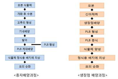 모본 증식의 개괄적인 과정