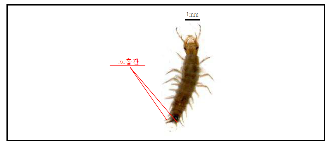 잔물땡땡이 유충의 형태 (1령)