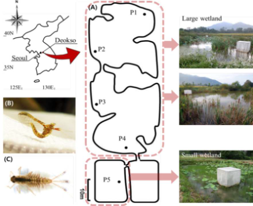 (A ) 고려대학교 부설 농장 내 연구 지역의 샘플링 지점과 전경; (B) 연못하루살이 암컷 성충의 모습; (C) 연못하루살이 유충의 모습