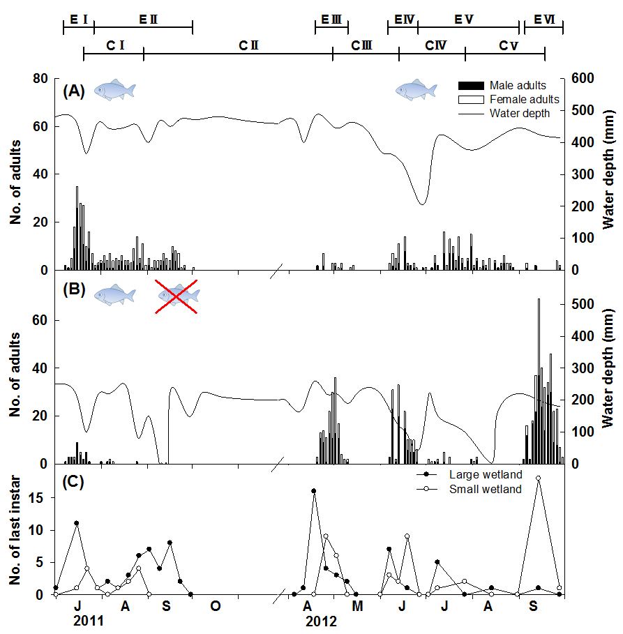 큰 습지(A )와 작은 습지(B)에서의 성충 개체수와 수위, 그리고 어류의 유무; (C) 각 습지별 0.1m3 면적 당 종령 개체수