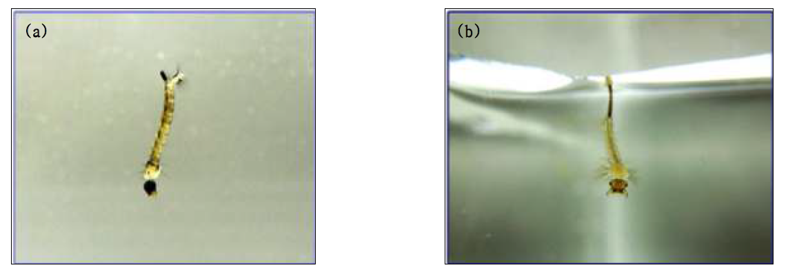 (a)토고숲모기(O. togoi) 유충; (b)지하집모기(C. pipiens molestus) 유충