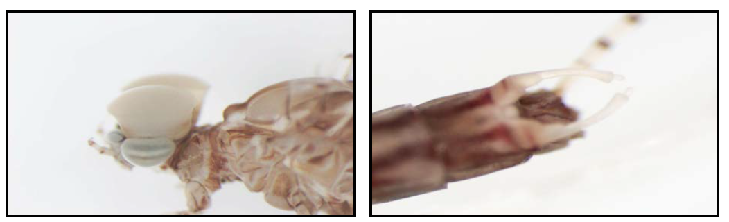 연못하루살이 수컷의 겹눈(좌)과 생식기(우)