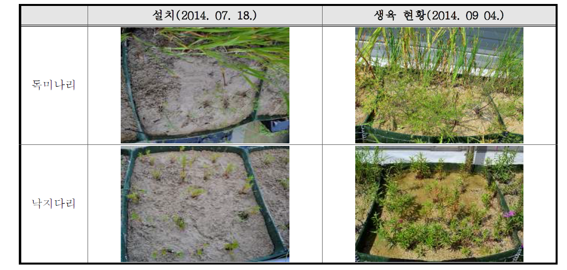 식생패널에 식재된 독미나리의 생육 현황