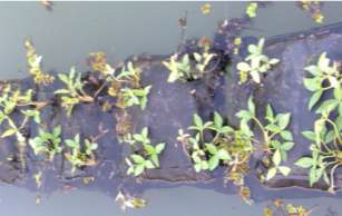 청주 두꺼비생태공원에 설치한 조름나물 인공부유매트