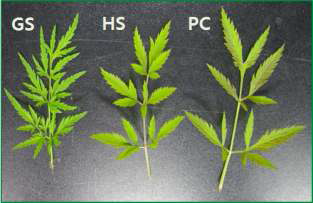 원 서식지에 따른 독미나리 잎의 형태적 차이.