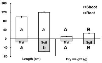 서식 기질(인공매트, 토양)에 따른 지상부 및 지하부 길이(cm)와 건중량(g) 비교. 알파벳은 t-test 결과 서로 다른 집단을 의미한다. 오차 막대는 표준편차를 의미한다