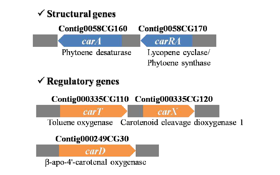 노랑다발 동충하초에 존재하는 carotenoid 합성 관련 유전자