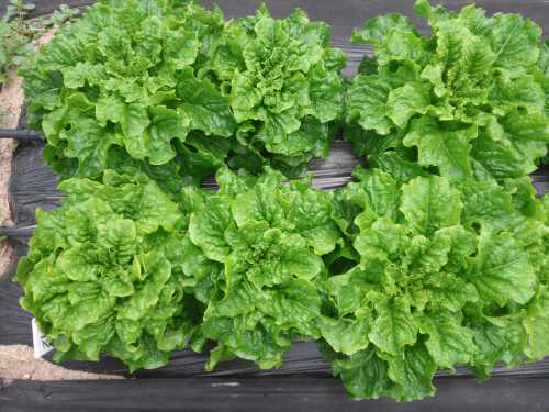 Shape of new breeding lettuce ‘Heesun in the field