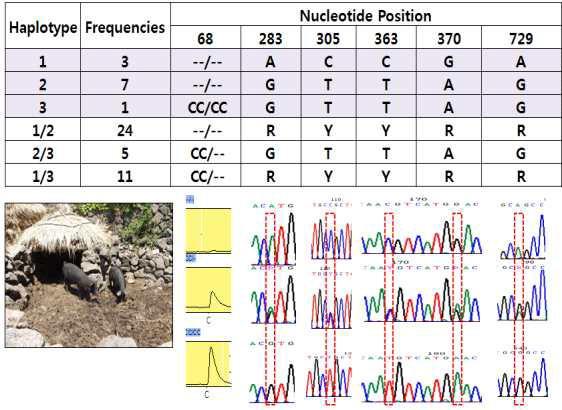 제주재래돼지에서 MC1R 유전자의 염기서열 변이체 확인