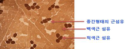 돼지 등심부위에서 근섬유 유형별 구분 방법 (염색방법: Acid Pre-incubation mATPase method)