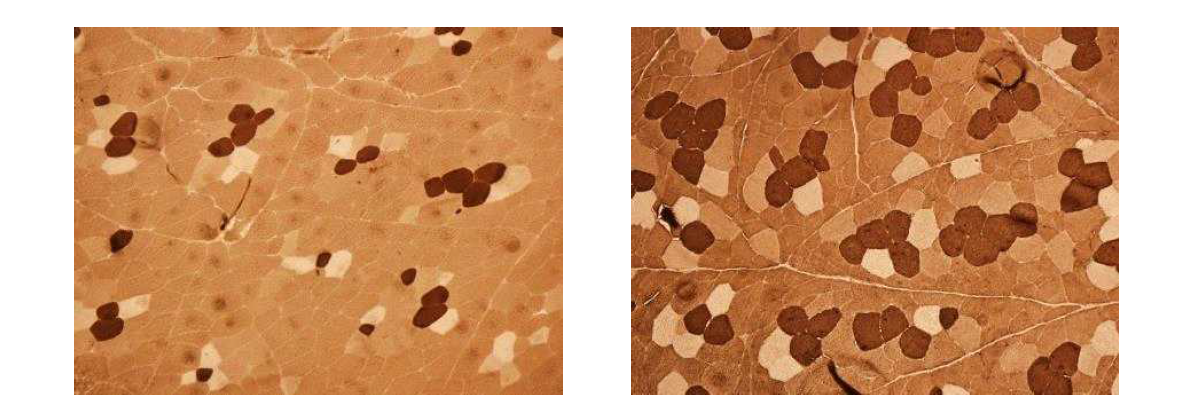 적색근이 적은 개체와 많은 개체간 근육조직 차이