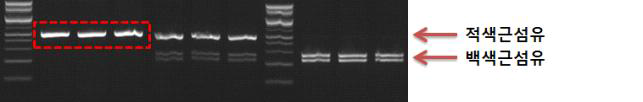 제한효소 HhaⅠ을 이용 절단 양상으로 유전자형 판독 방법