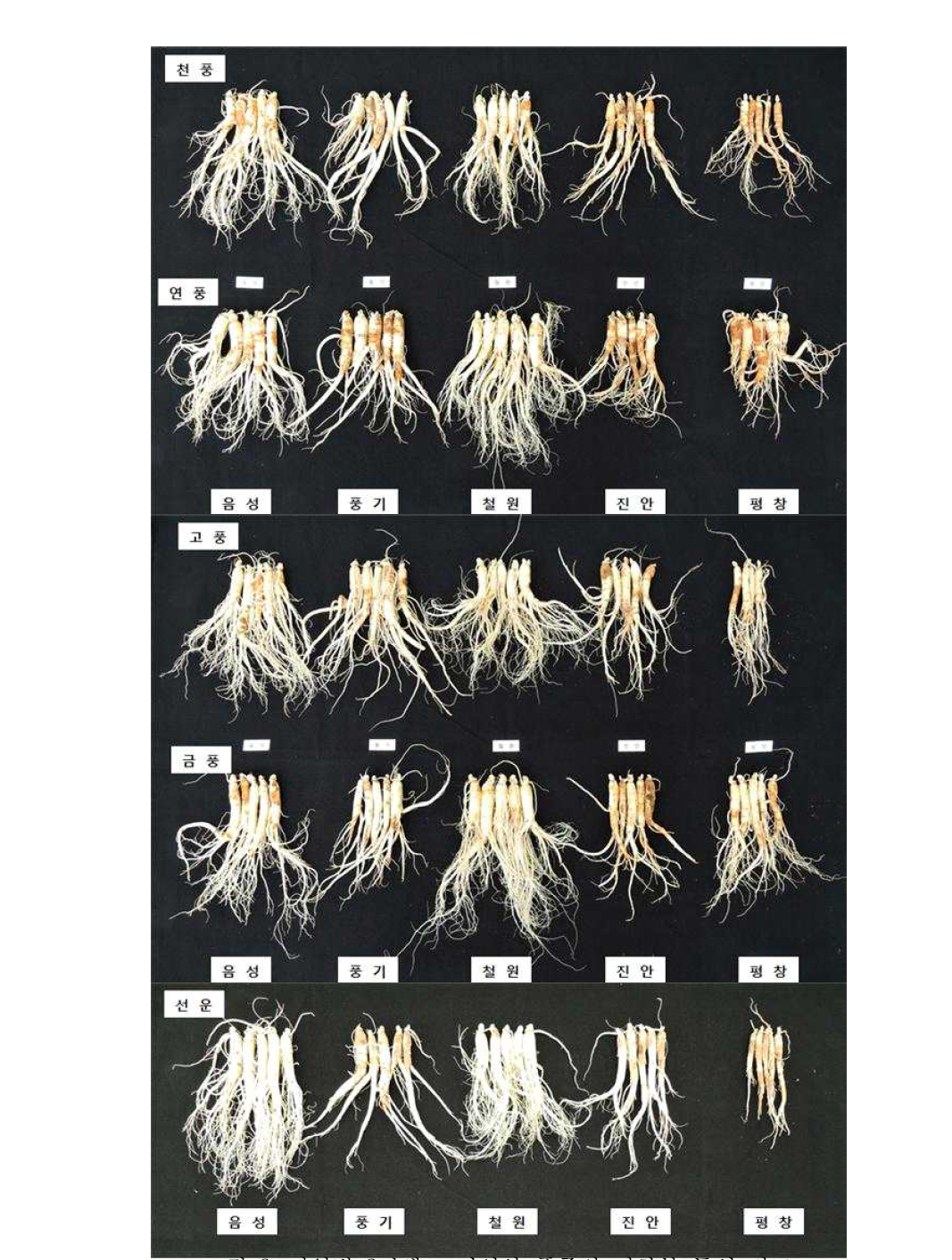 지역별 3년생 고려인삼 품종의 지하부 특성 비교