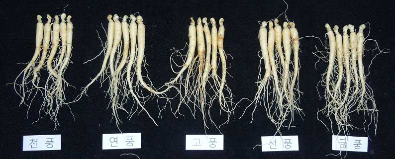 2년생 인삼 주요 품종의 지하부 생육 특성