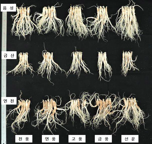 지역별 3년생 인삼 품종의 지하부 생육