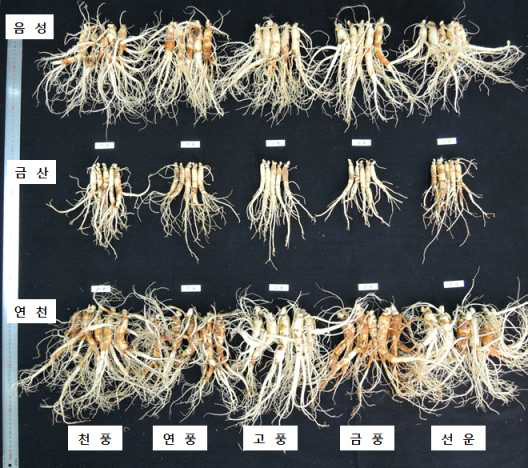 지역별 4년생 인삼 품종의 지하부 생육