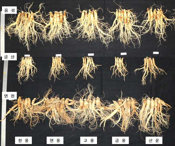 지역별 5년생 인삼 품종의 지하부 생육