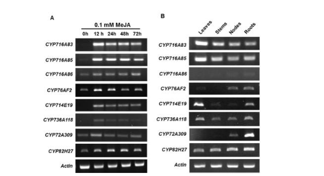 MeJA 처리(A) 및 조직부위별(B) 병풀 CYP들의 유전자 발현 수준