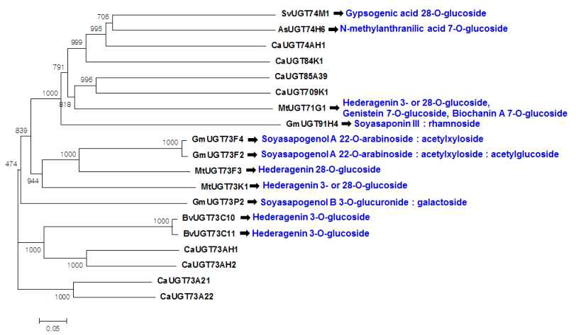 병풀 UGT unigene들과 다른 식물의 알려진 UGT 유전자와의 유전자 계통도 분석