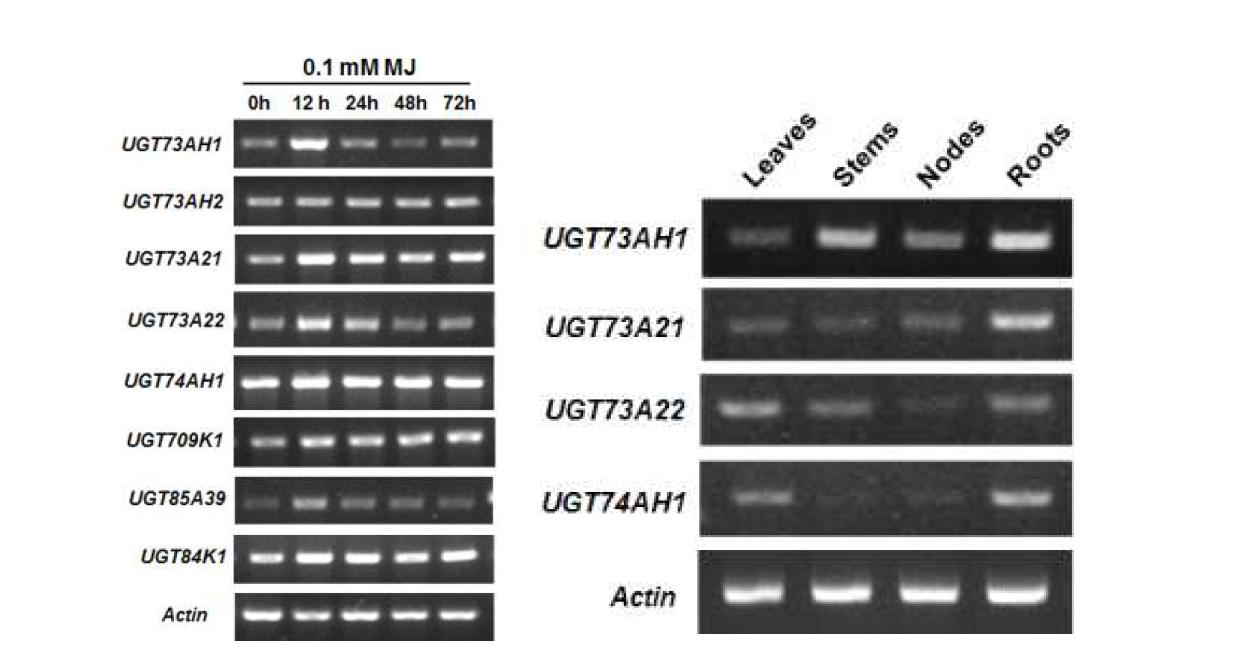 MeJA 처리(좌) 및 조직부위별(우) 병풀 UGT들의 유전자 발현 수준