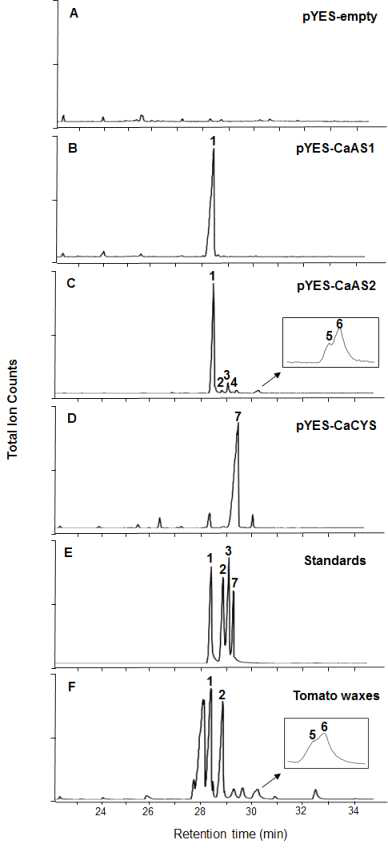 CaAS1, CaAS2 및 CaCYS 유전자를 과잉발현한 효모 추출 산물의 GC-MS 분석 (F, 토마토 wax 층의 GC-MS 크로마토그램)