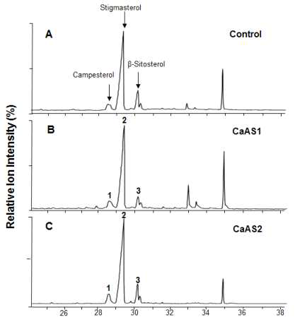 CaAS1 및 CaAS2 유전자를 과잉발현한 모상근 추출 산물의 phytosterol 관련 GC-MS 분석