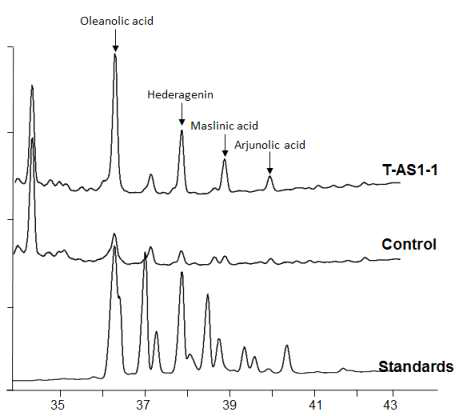GC-FID 분석에 의한 CaAS1 및 CaAS2 유전자를 과잉발현한 모상근 추출 산물의 추정 sapogenin 함량분석