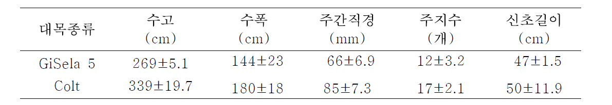 ‘좌등금’에서 재식 4년차 GiSela 5와 Colt 대목간 수체생육 비교