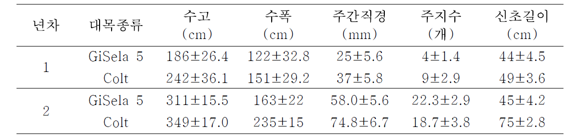 신규 재식한 ‘좌등금’에서 재식 1~2년차 GiSela 5와 Colt 대목간 수체생육 비교
