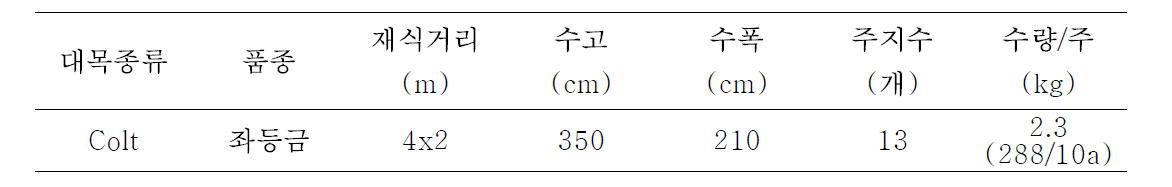 농가적용 3년차(수령 6년차) 방추형의 수체생육 및 수량