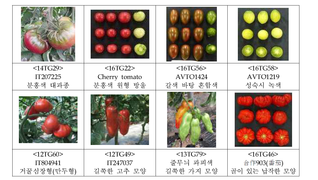 다양한 색과 모양의 토마토 계통