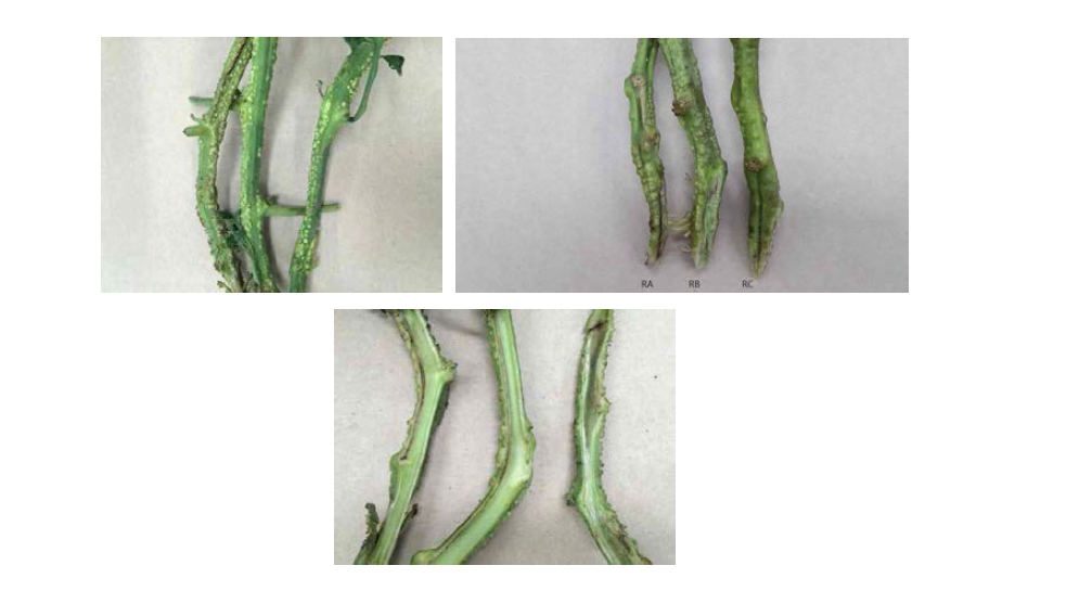 풋마름병균에 감염된 토마토의 줄기 외부와 내부 증상