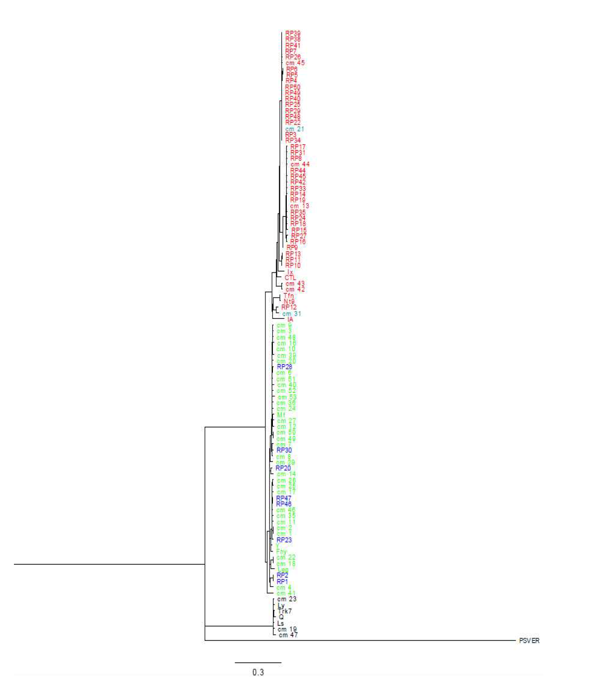 MrBayes phylogenetic trees of CMV isolates based on 2a gene. CMV subgroups are direentiated by colors: Subgroup I, red and green; Subgroup II, black including outgroup of PSV. Reassortants have two colors, blue and skyblue.