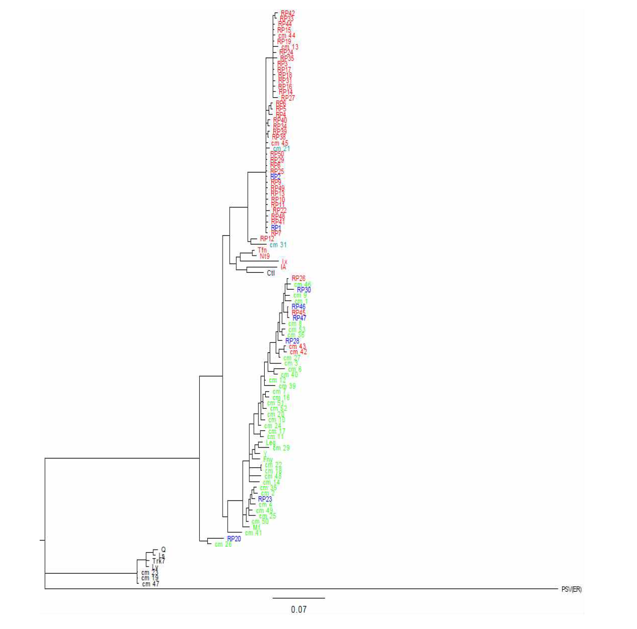 MrBayes phylogenetic trees of CMV isolates based on 3a(mp) gene. CMV subgroups are direentiated by colors: Subgroup I, red and green; Subgroup II, black including outgroup of PSV. Reassortants have two colors, blue and skyblue.