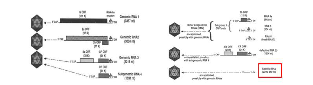 Genome organization of Cucumovirus including satellite RNAs of CMV and PSV.