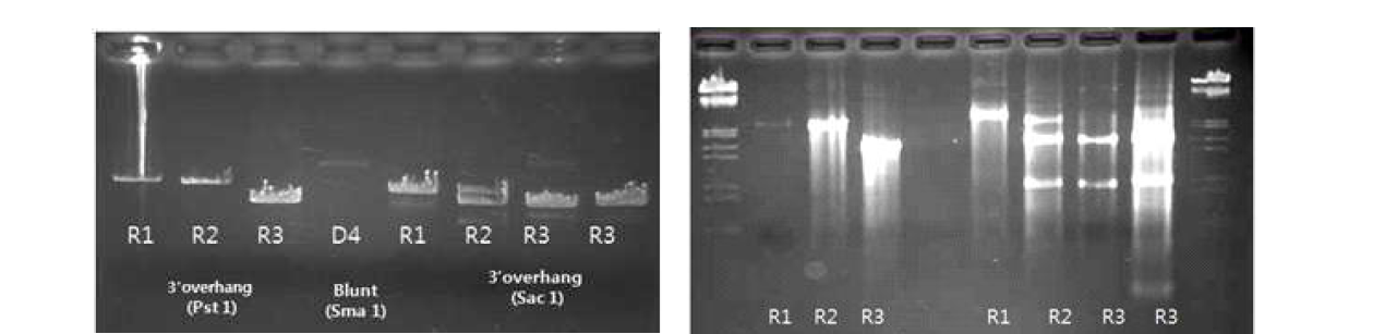 Agarose gel electrophoresis analysis of DNA clone of plasmid and RNA transcripts.
