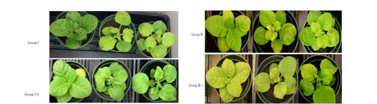 Biological properties of satRNAs with CMV or TAV on N. tabacum and N. benthamiana.