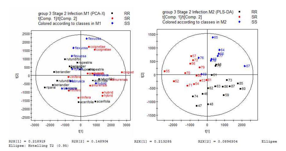 Stage 2의 병원균 접종시료의 총 대사체 PCA, PLS-DA분석