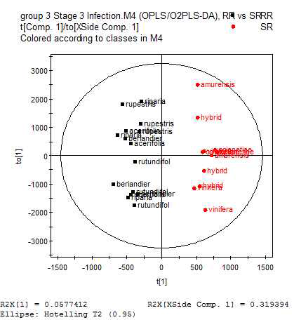 Stage 3의 줄기혹병균 접종 처리구의 RR 그룹과 SR 그룹간의 OPLS-DA 분석