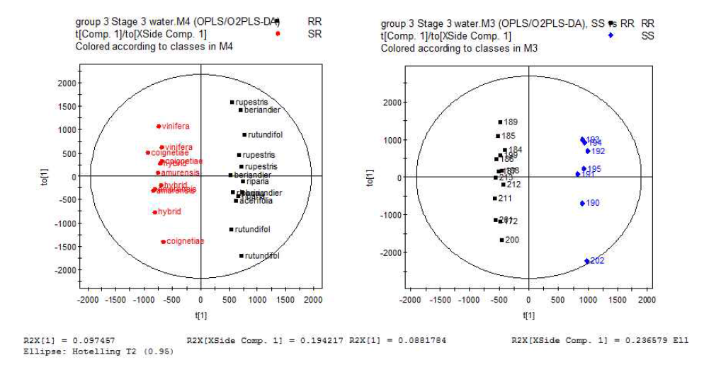 Stage 3의 증류수 접종 처리구의 OPLS-DA 분석결과