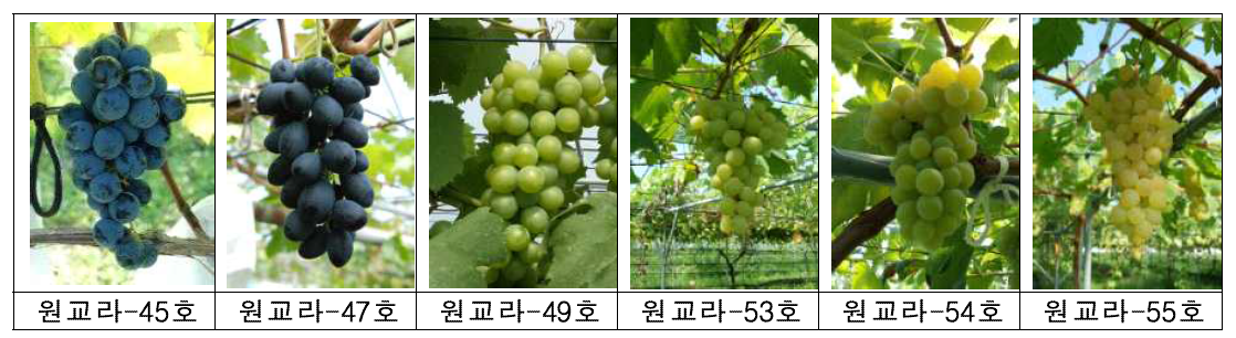 생식용 포도 2차 선발계통 과실 모양