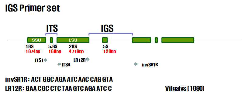 IGS region and specific primer set