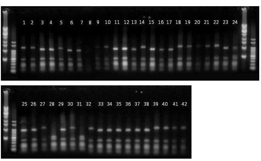 PCR-RFLP result of IGS region in total 42 of P. vitis isolates